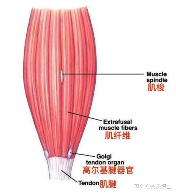 运动间隙休息多久_运动间隙可以吃东西吗_间隙有氧运动